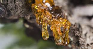 Grab your spoon or dull knife and gently scrape off the excess sap. How To Remove Sap From Clothes