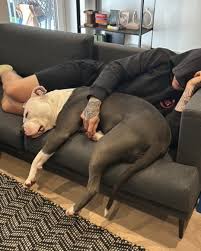 Dogs Angels Ireland added a new photo.