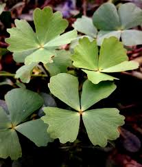 Image result for Marsilea aegyptiaca