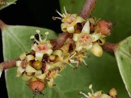 Image result for Cleistanthus schlechteri