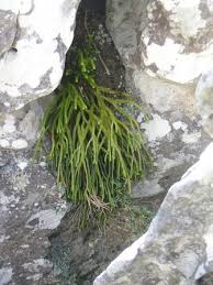 Image result for Huperzia gnidioides