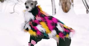 Funny dogs funny animals cute animals funny memes dog memes funniest memes funny cute the funny animal pictures. Gay Couple Dresses Up Their Italian Greyhound In Trendy Clothes And She Has Become A Fashion Icon 71 Pics Bored Panda