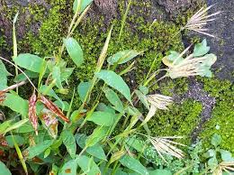 Image result for Arthraxon