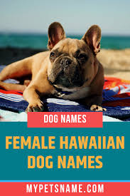 Even though these canines can function on their own, they are best as companions, and will happily sit by our sides forever. Female Hawaiian Dog Names Hawaiian Dog Names Dog Names French Dog Names