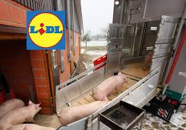 Die rechnung enthält folgende angaben: Lidl Halt Preise Fur Schlachter Seit Monaten Stabil Bauern Gehen Leer Aus Top Agrar Online