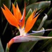 Strelitzia Reginae Bird Of Paradise Plant Varieties Pin On Conservatory Plants