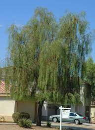 Not extremely allelopathic like some other acacia species e.g. Shoestring Acacia Stenophylla Archives Desert Gardening 101
