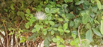 Image result for Maerua angolensis