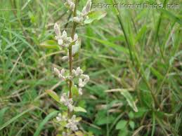 Image result for Nothosaerva