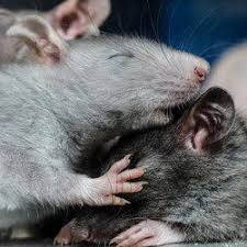 Regardless of if you need help with pests, wildlife, or termites, you can count on us for all of your. How A Rat Infestation Quickly Grows Out Of Control