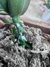 Image result for Buchnera pulcherrima