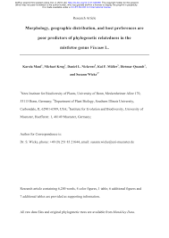 Image result for Viscum subserratum