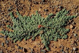 Image result for Euphorbia granulata