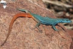 Image result for Tinnea rhodesiana