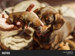 Get a boxer, husky, german adorable healthy litter of miniature pinscher x dachshund puppies ready to go to loving homes. Person Showing Cute Adorable Little Dachshund Puppies Dogs Newborns To Their Adult Mother Image Stock Photo 280648750