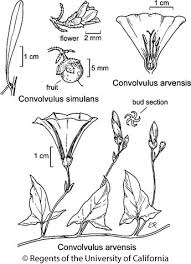 Image result for Convolvulus arvensis