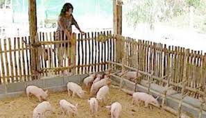 5 cara menghalau monyet dan babi hutan tanpa membunuh. Begini Cara Buat Kandang Babi Sederhana Tapi Bebas Bau Dan Lalat Floresa Co