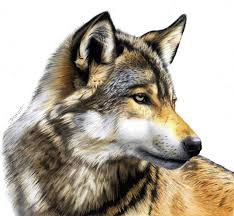 Ann kullberg —this amazingly talented artist is known for making unbelievably realistic works of art using color pencils. Pencil Drawing Animal Images Animals Pencil Drawing