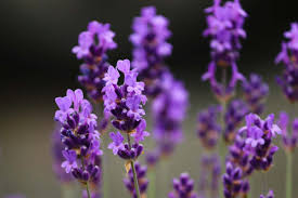 Cats are sensitive to essential oils for two reasons. Is Lavender Toxic To Cats Cat World