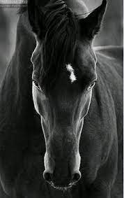 صوره حصان أسود horses animals beautiful horse photography