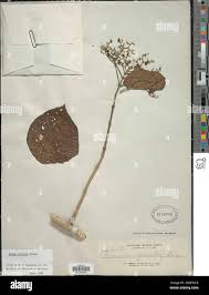 Image result for Premna velutina