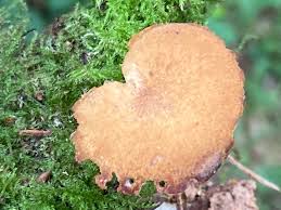 Image result for Polyporus pendulus
