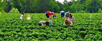 Most Profitable Small Farms 2019 Small Farm Farm Business Farm