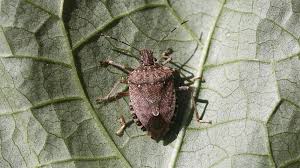 Image result for Heteromorpha stenophylla