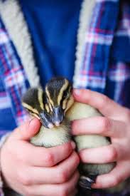 For How Long Do Baby Ducks Need Heat Lamps? | Pets On Mom.Com