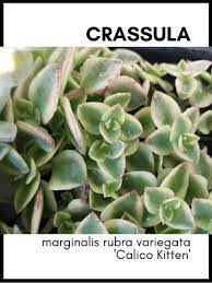 This succulent is one of the more exciting ones to hang up around your house. Crassula Calico Kitten Crassula Marginalis Rubra Variegata Care Guide