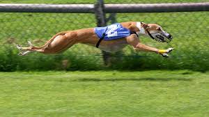 There are two forms of greyhound racing, track racing (normally around an oval track) and coursing. The World S Fastest Dog Vs The World S Fastest Cat Video