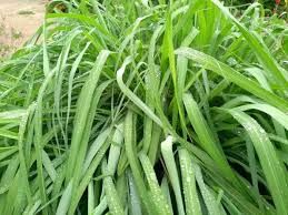 Image result for Cymbopogon citratus