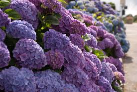 Check spelling or type a new query. Garden Flowers Hydrangeas In All Their Different Forms Lisa Cox Garden Designs Blog