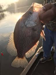 Check out new themes, send gifs, find every photo you've ever sent or received, and search your account faster than ever. The Best Crappie Fishing In America Our Top 8 Lakes Premier Angler