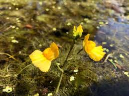 Image result for Utricularia formula