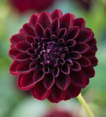 Dahlia La Recoleta Dahlia Flower Arrangements Dahlia Flower Dahlia