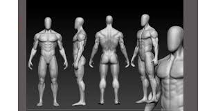 Study male anatomy using smart web & mobile flashcards created by top students, teachers, and professors. Male Anatomy Study Miscellaneous Sculpting Indiefolio