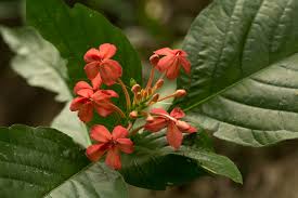 Image result for Ruspolia seticalyx