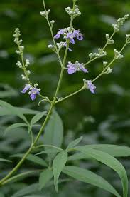 Image result for Vitex franceseana