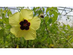 Image result for Hibiscus calyphyllus