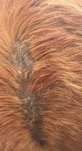 Hier sieht man, stark vergrössert, wie ein haarlingsbefall beim meerschweinchen aussieht. Sind Das Haarlinge Oder Milben Pferde Pferdekrankheit
