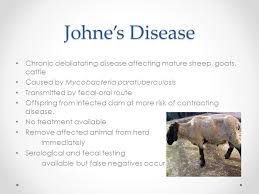 Veterinary Care Of Sheep And Goats Ppt Video Online Download