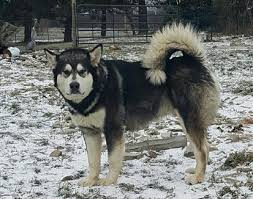 Find malamute in dogs & puppies for rehoming | 🐶 find dogs and puppies locally for sale or adoption in canada : Harvest Moon Malamutes Breeder Malamute Puppies