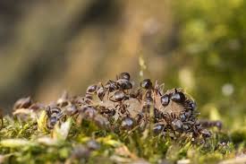 You're in the right place! How Do You Get Rid Of Ants Outside Of Your Home Terminix