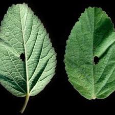 Image result for Melhania acuminata