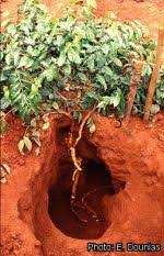 Image result for Pentadiplandra