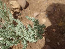 Image result for Suaeda vermiculata