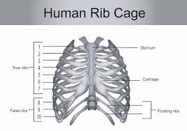 The first seven pairs are attached directly to the sternum by costal cartilages and are called source ribs pictures, anatomy & anatomy | body maps. Out Of X Pairs Of Ribs In Humans Only Y Pairs Are True Class 11 Biology Cbse