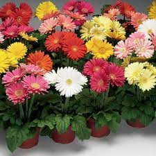 Gerbera Jaguar Mix F1 Gerbera Daisy Seeds Gerbera Daisy Gerbera