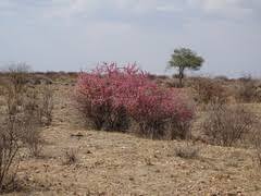 Image result for Phaeoptilum spinosum